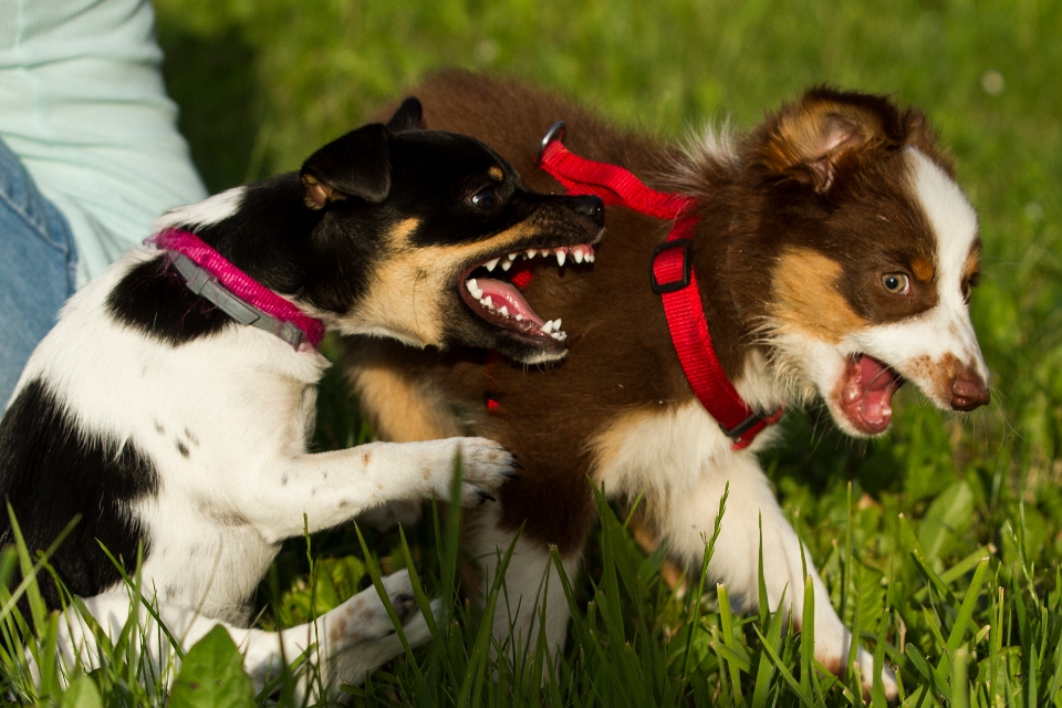 Hunde aus der Nachbarschaft